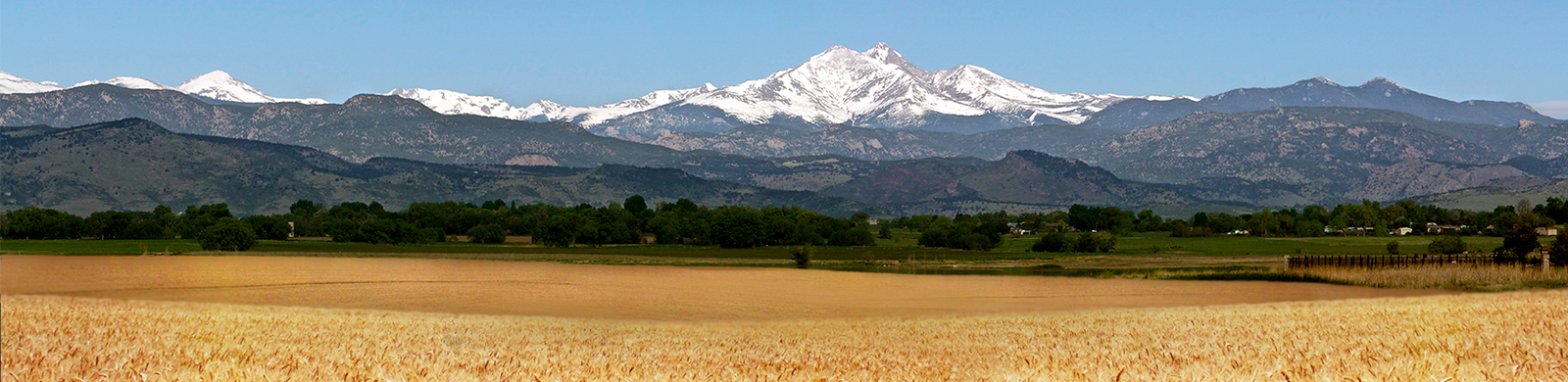 Longs Peak with wheat field in the foreground