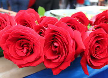 red roses