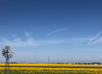windmill and sunflowers photo