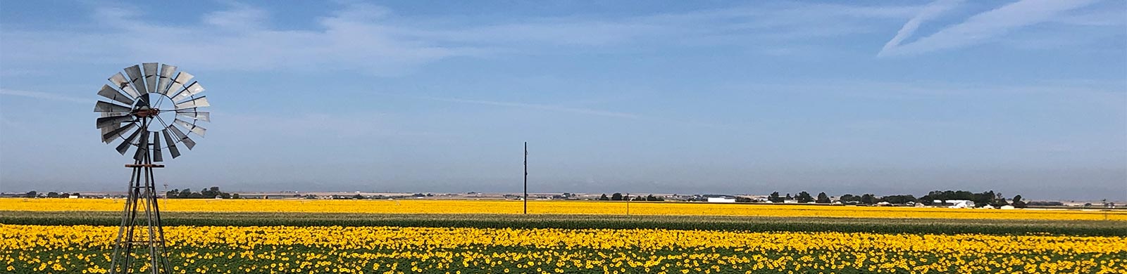 Field with windmill and yellow flowers