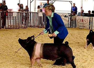 Southeast Weld County Fair pig showing