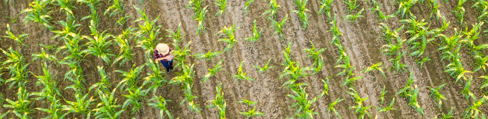 farmer in cornfield photo